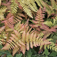 'Brilliance' Autumn Fern