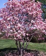 Betty Magnolia Pink Tulip tree