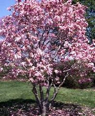 Betty Magnolia Pink Tulip tree