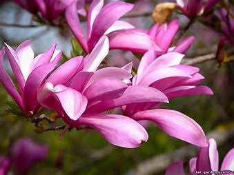 Bibiy MAGNOLIA Pink ピンク BIBIY. MADE | MAGNOLIA TOP PINK｜Bibiy.