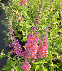 Bicolor Butterfly Bush