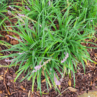 Big Blue Liriope | Liriope muscari 'Big Blue' | Monkey Grass images