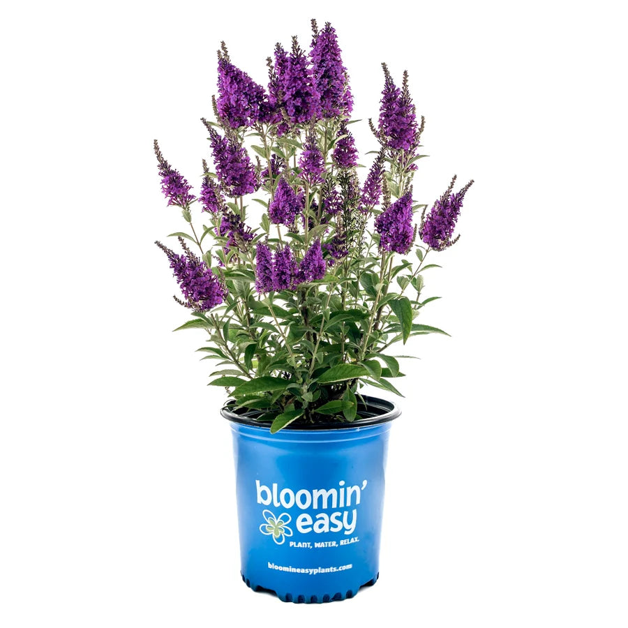 can you plant buddleia in pots Birthday Cake Butterfly Bush - Non-Invasive Zones 5-9