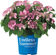 Endless Summer®Twist-n-Shout® Reblooming Hydrangea | Hydrangea macrophylla 'PIIHM-I' PP20,176
