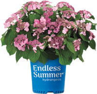 Endless Summer®Twist-n-Shout® Reblooming Hydrangea | Hydrangea macrophylla 'PIIHM-I' PP20,176