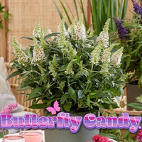 Butterfly Candy™ 'Lil Coconut '™ Butterfly Bush