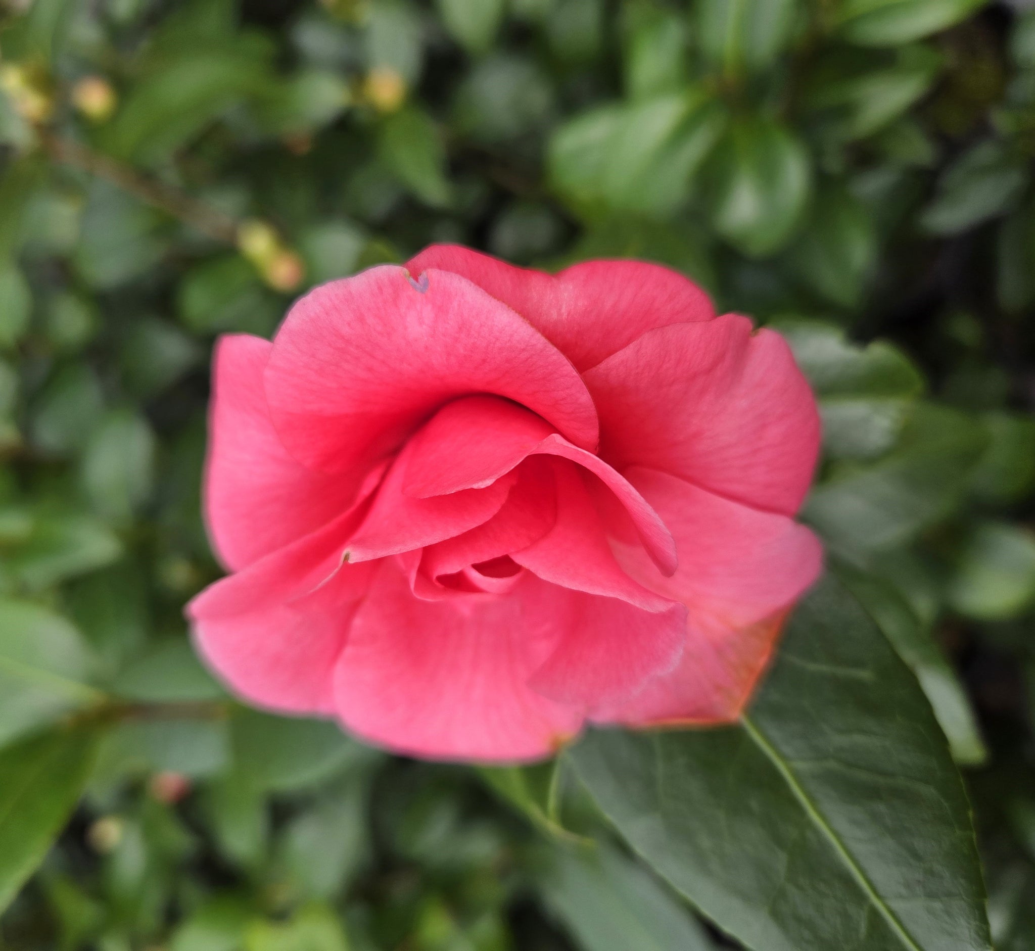 Purple Dawn Camellia | Camellia japonica 'Purple Dawn'
