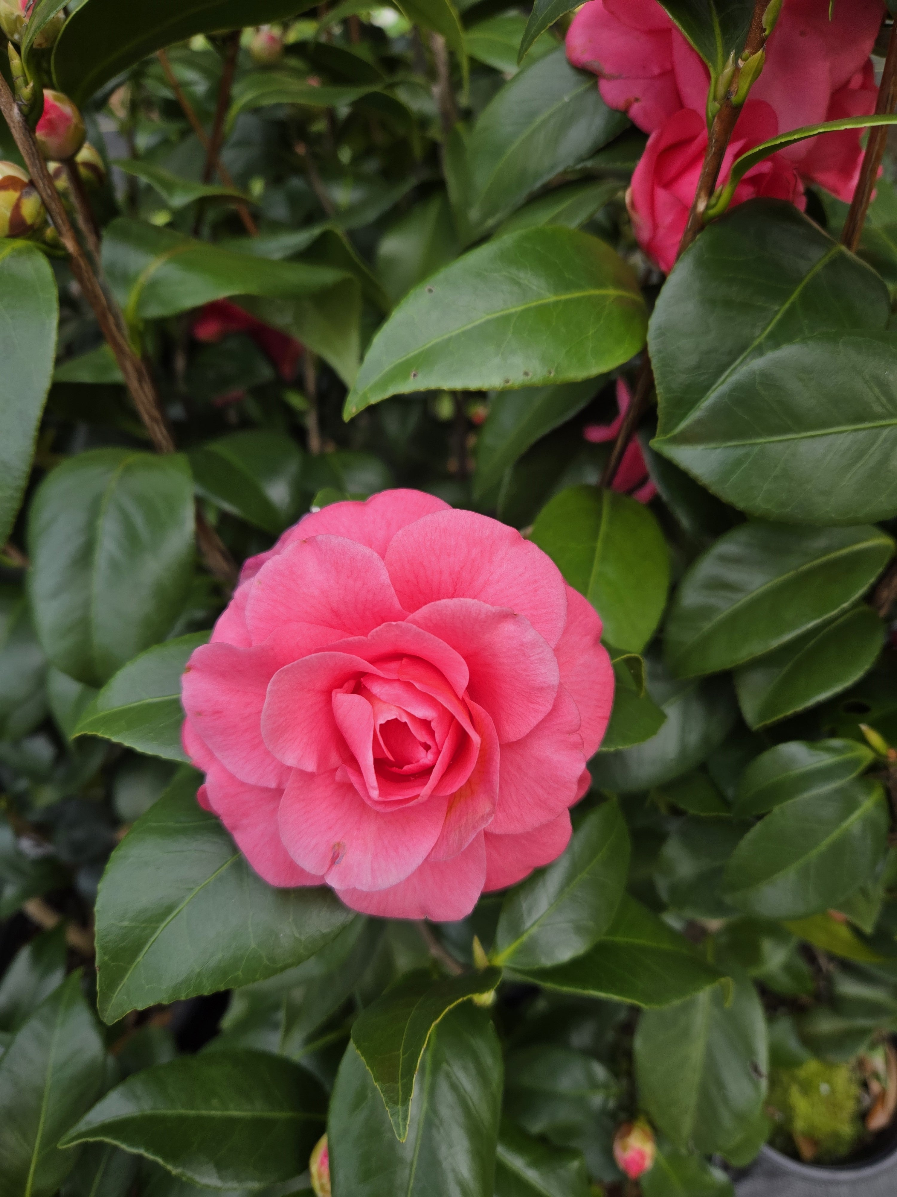 Purple Dawn Camellia