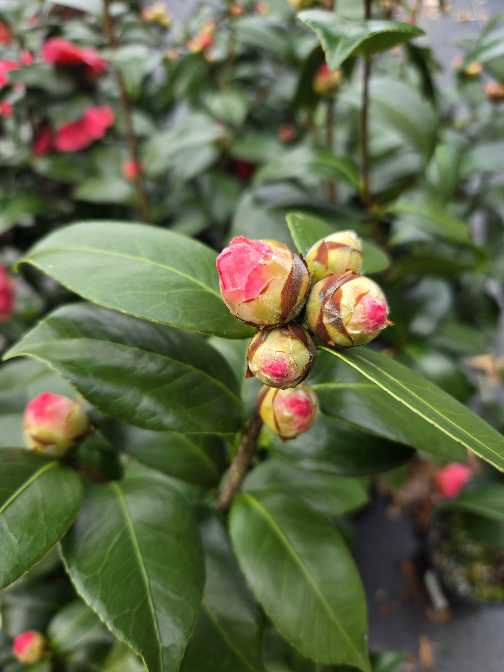 Purple Dawn Camellia | Camellia japonica 'Purple Dawn'
