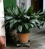 Potted Cast Iron Plant