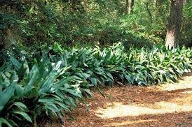 Border Cast Iron Plant