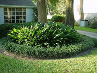 Border Cast Iron Plant