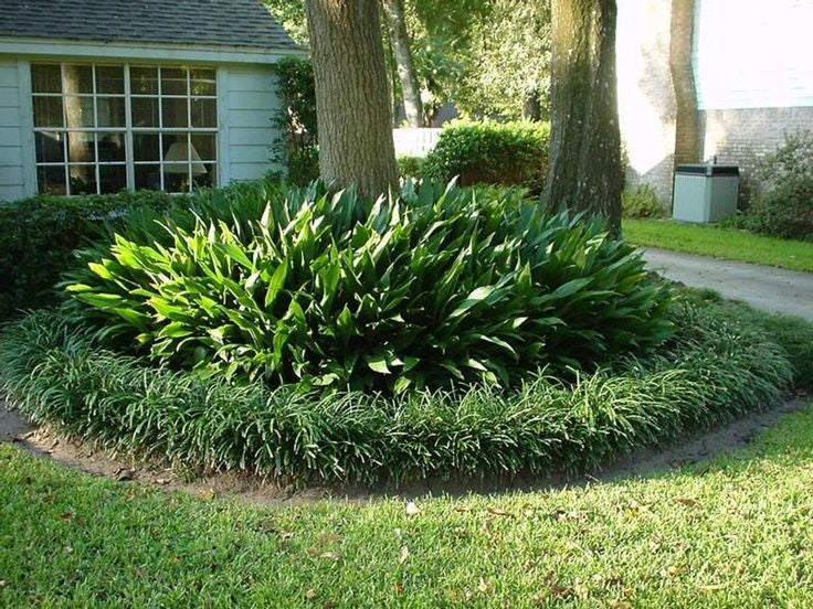 Border Cast Iron Plant