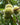 Magnificent and hearty! Chinese Chestnut Trees are easy to grow, you can eat the crispiest, sweetest chestnuts raw, roast, boil, or bake them. The tree grows quickly and has a nice, spreading shape. Plant seedling. Chinese chestnut tree. not susceptible to chestnut blight. able to handle cold. September is when it's ready. Plant two seedlings or a grafted chestnut type to make sure they get pollinated.