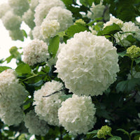 Chinese Snowball Viburnum | Viburnum macrocephalum 'Sterile'