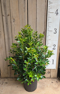 Cleyera japonica