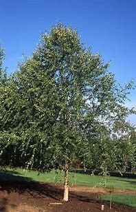Dura Heat ® River Birch Tree Multi-Stem | Betula nigra 'BNMTF'