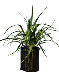 Yucca pendula | Soft Leaf Yucca