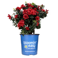 Ever After™ Ruby Reblooming Azalea | Rhododendron x 'RLH2-2PA1S' PP31115