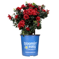 Ever After™ Ruby Reblooming Azalea | Rhododendron x 'RLH2-2PA1S' PP31115