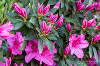 Formosa Indica Azalea - Magenta flowers