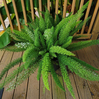 Foxtail Fern | Asparagus densiflorus 'Myers'