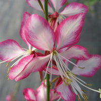Gaura Rosy Jane PP# 22290 | Beeblossom