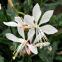 Gaura White Sparkles | Beeblossom