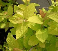 Spirea Goldmound
