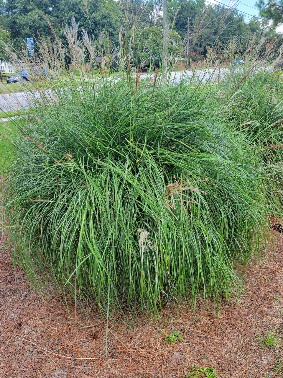 Maiden Grass |  Chinese Silver Grass |Miscanthus sinensis 'Gracillimus'
