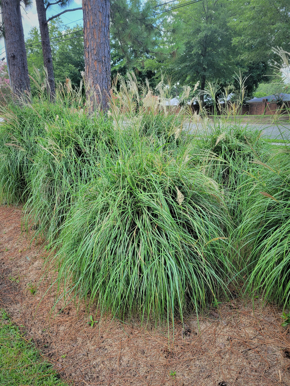 Maiden Grass |  Chinese Silver Grass |Miscanthus sinensis 'Gracillimus'