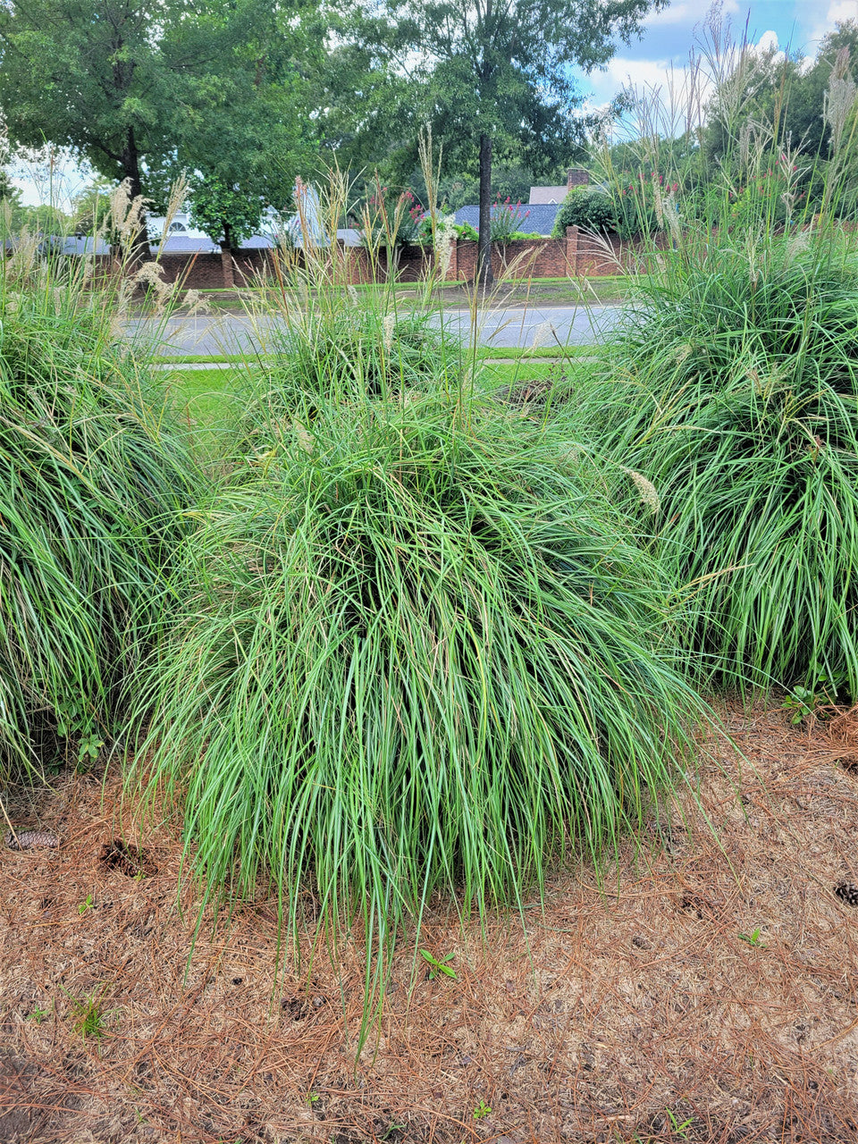 Local Landscape Planting