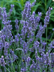 Phenomenal ®Lavender Plant | Lavandula intermedia 'Phenomenal'® PP