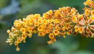 'Honeycomb' Yellow Butterfly bush |Buddleia x weyeriana