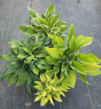 Hosta Super Pack | Assorted 4 Premium Hosta Collection