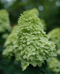 Limelight Prime® | Shrub | Hydrangea paniculata 'SMNHPPH' USPP 32,511, Can PBRAF