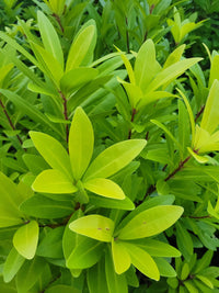 "Explore vibrant Florida Sunshine Illicium images, showcasing the stunning beauty of this evergreen shrub with its golden-yellow foliage. Immerse yourself in the radiant hues of the Sunshine Illicium, perfect for sunny landscapes. Find inspiration for your garden with our collection of high-quality photos capturing the warmth and splendor of this resilient plant."