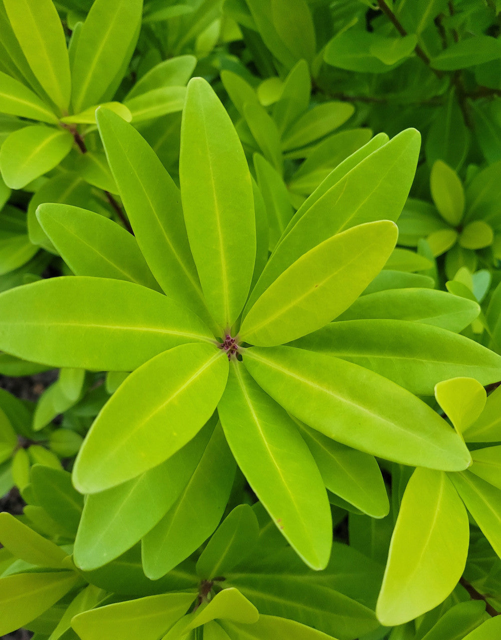 Illicium Florida Sunshine #3