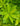 "Explore vibrant Florida Sunshine Illicium images, showcasing the stunning beauty of this evergreen shrub with its golden-yellow foliage. Immerse yourself in the radiant hues of the Sunshine Illicium, perfect for sunny landscapes. Find inspiration for your garden with our collection of high-quality photos capturing the warmth and splendor of this resilient plant."