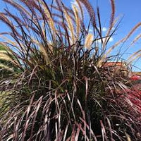 Purple Fountain Grass | Pennisetum 'Rubrum'