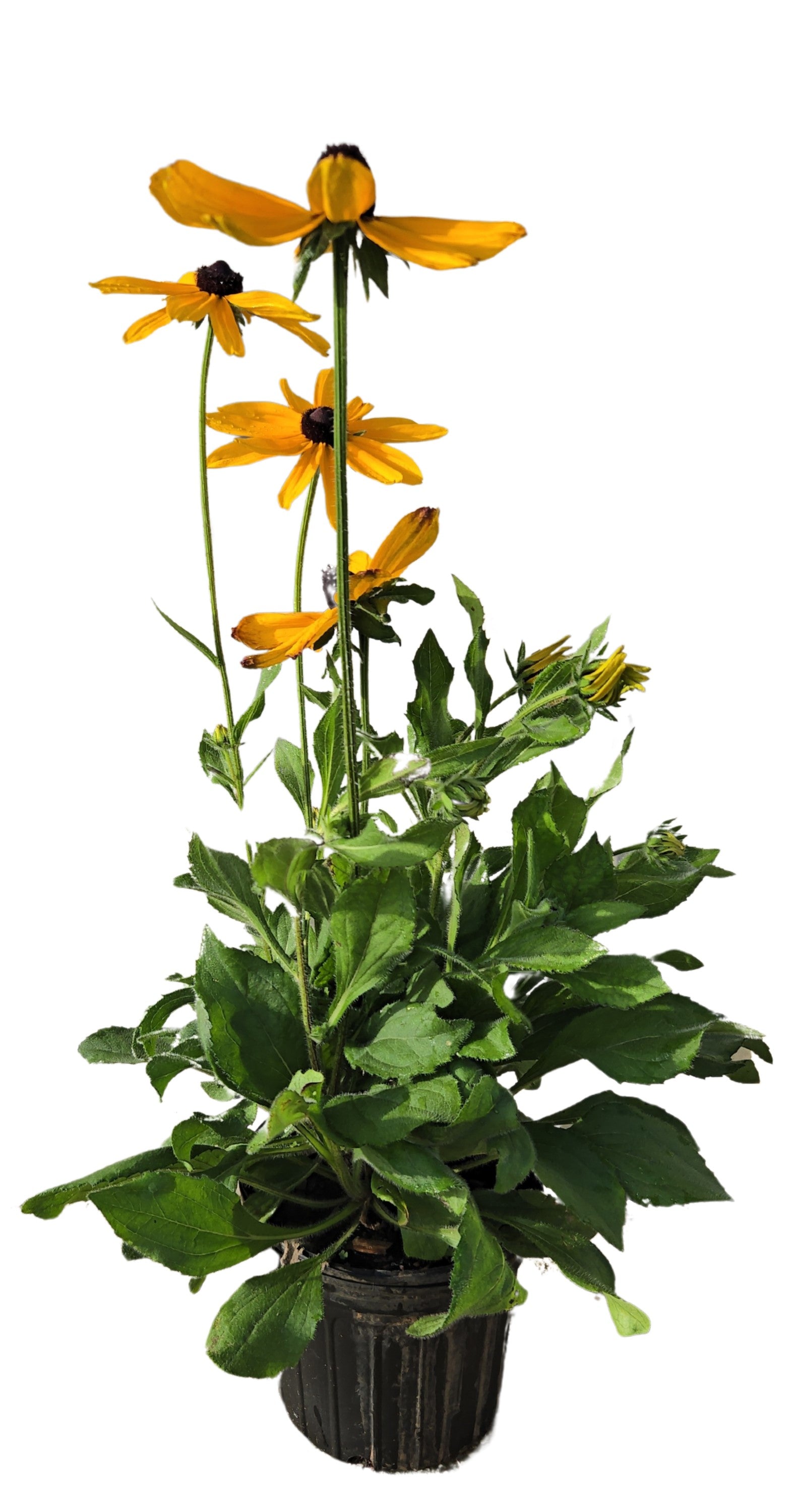 Indian Summer Coneflower | Black-Eyed Susan | Rudbeckia hirta