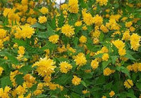 Double Flowering Japanese Kerria