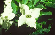 Kousa Dogwood | Kousa var. chinensis 'Kousa' | White Flowering Dogwood