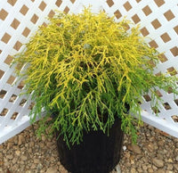 Lemon Thread False Cypress | Chamaecyparis pisifera 'Lemon Thread'