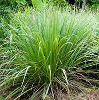 Lemon Grass | Cymbopogon citratus | Super Herb