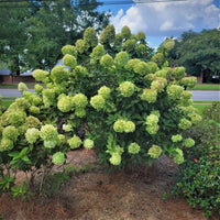 Limelight ™ Hydrangea | Shrub | Hydrangea paniculata 'Limelight' ™