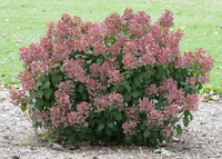Little Quick Fire Hydrangea | Hydrangea paniculata 'SMHPLQF' Little Quick Fire