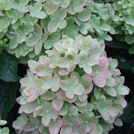 Little Lime Hydrangea Shrub Form | Little Lime® Hydrangea paniculata 'Jane' USPP 22,330, Can 3,914 | Dwarf Hydrangea Shrub