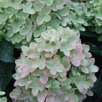 Little Lime Hydrangea Shrub Form | Little Lime® Hydrangea paniculata 'Jane' USPP 22,330, Can 3,914 | Dwarf Hydrangea Shrub