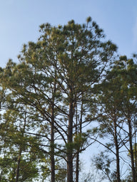 Loblolly Pine Trees